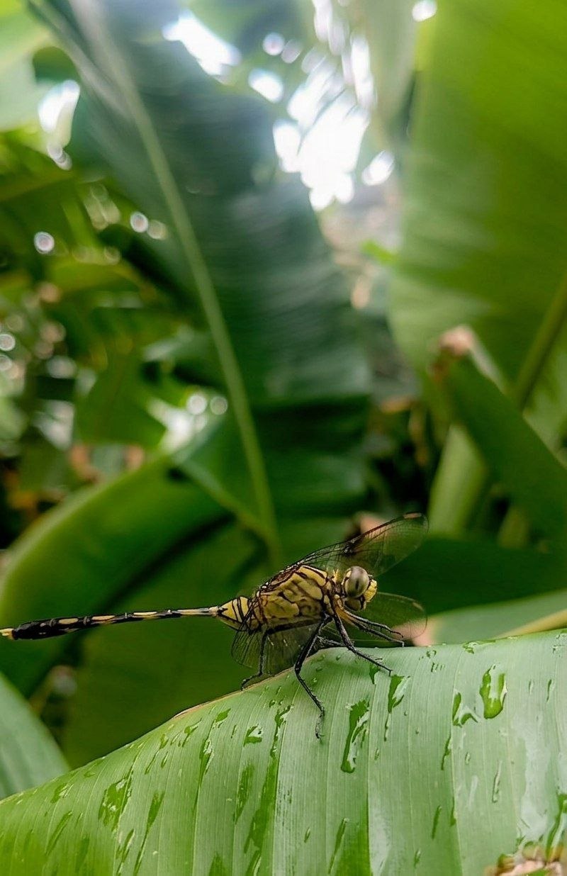 A detailed macro shot of a green dragonfly resting quietly on a large, wet banana leaf covered in fresh water droplets.