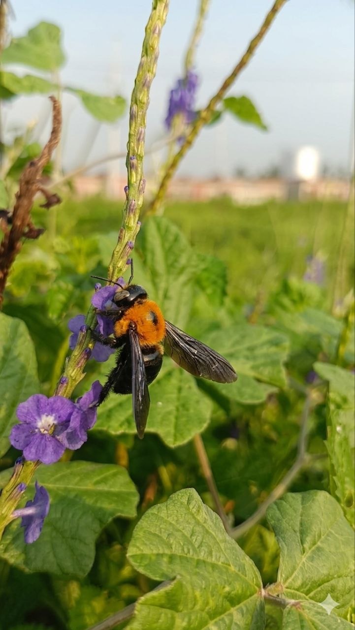 A large carpenter bee collecting pollen from a small purple wildflower in a lush, green grassy field under a bright sky.

Photo 3 (Dragonfly on Leaf):
