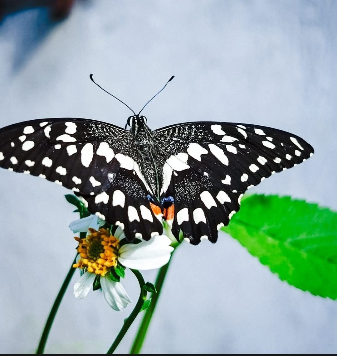 A high-contrast macro photograph of a lime butterfly with black and white patterned wings resting on a green plant leaf.