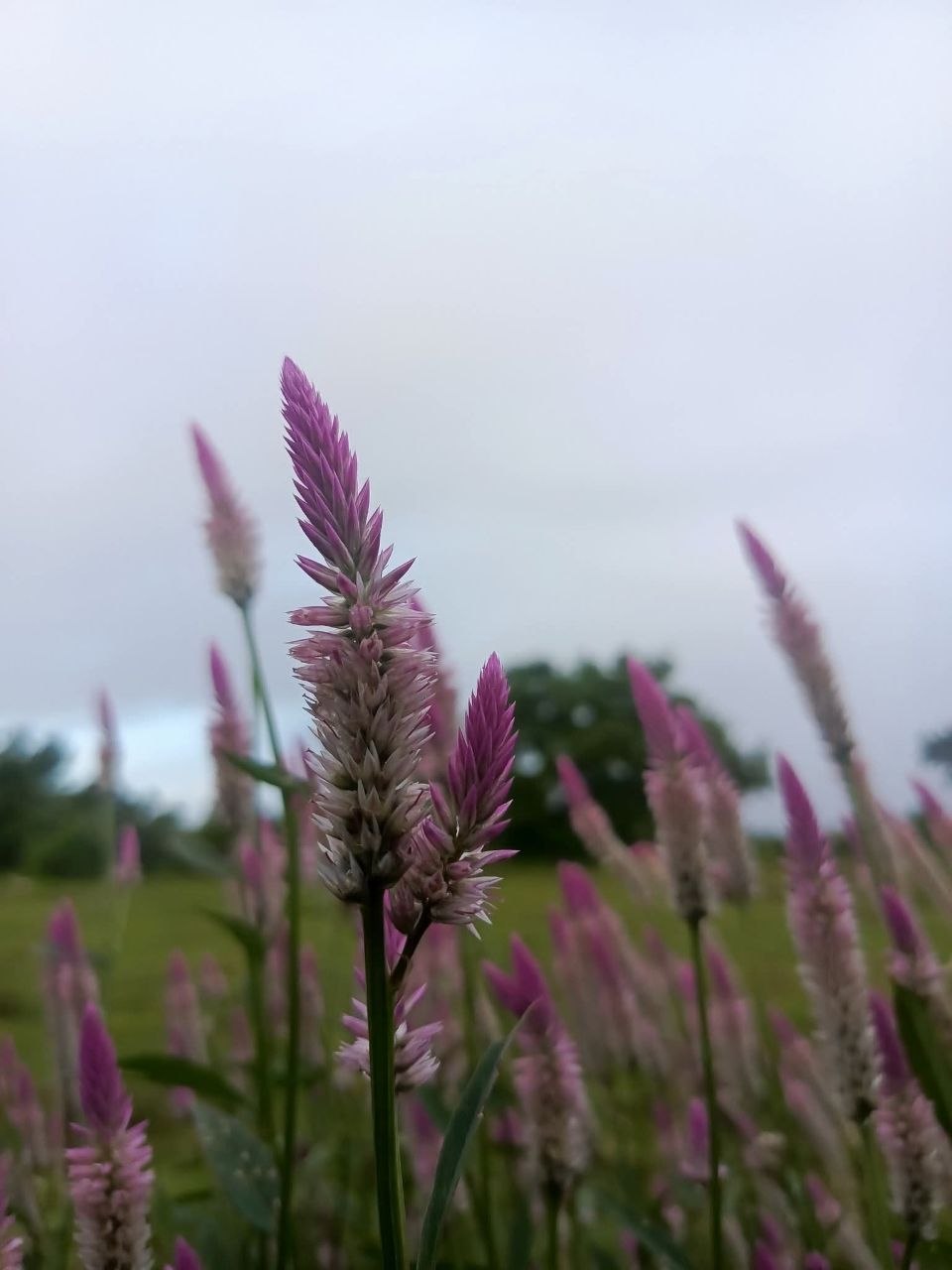 A low-angle shot of soft purple celosia flower spikes reaching up toward an overcast, misty sky in a wide field.