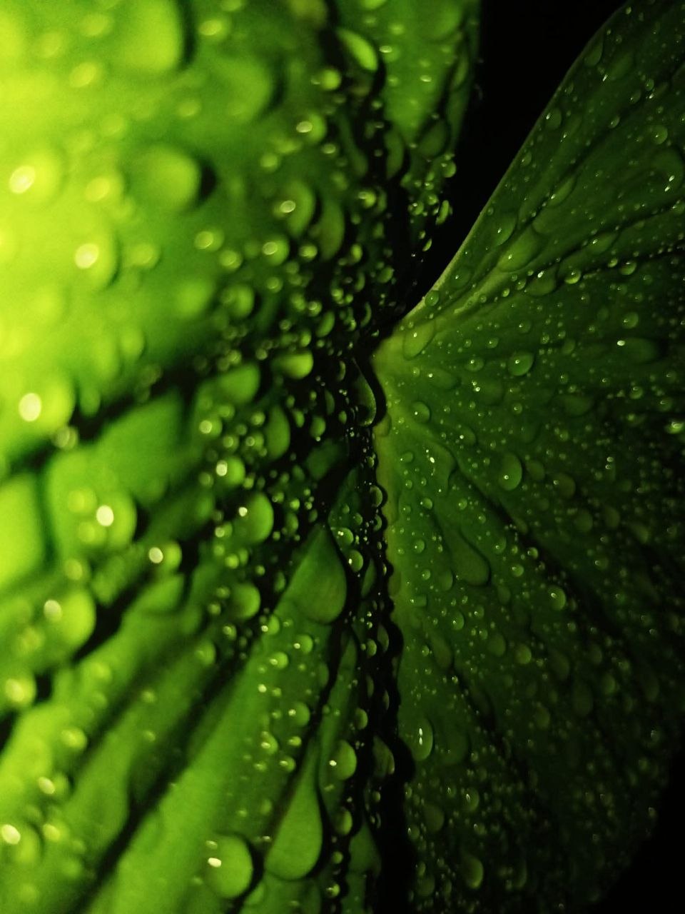 A dramatic close-up showing the intricate texture and veins of a vibrant green taro leaf drenched in sparkling morning dew drops.