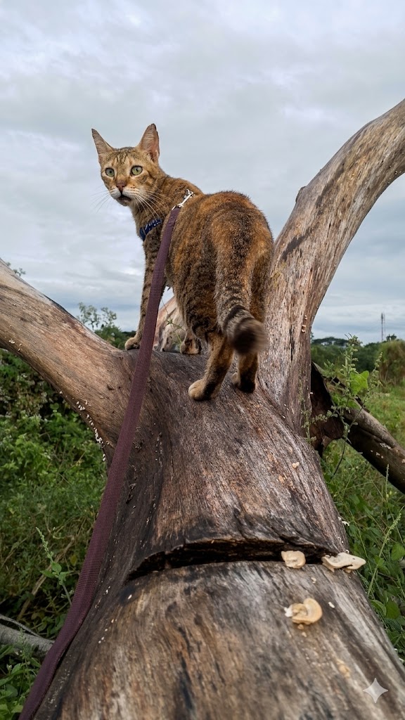 A brown and black tabby cat named Tiger wearing a blue collar and leash, standing on a large fallen tree trunk and looking back over its shoulder against a cloudy sky.